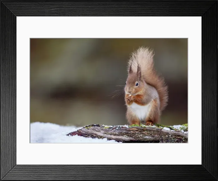 Framed Print : Red squirrel (Sciurus vulgaris) feeding in snow Framed Print : Red squirrel (Sciurus vulgaris) feeding in snow