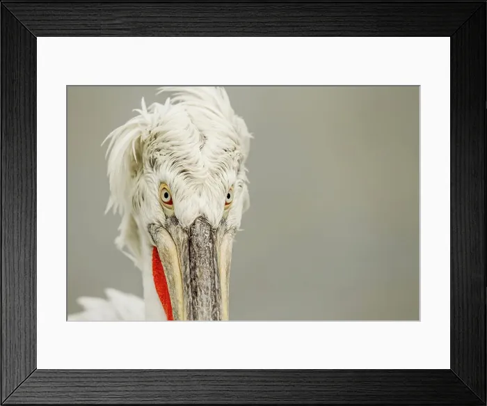 Framed Print : Dalmatian Pelican (Pelecanus crispus) breeding colors Framed Print : Dalmatian Pelican (Pelecanus crispus) breeding colors