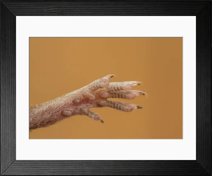 Framed Print : UK, Norfolk, Close up of front foot and claws of Common Vole (Microtus arvalis) Framed Print : UK, Norfolk, Close up of front foot and claws of Common Vole (Microtus arvalis)