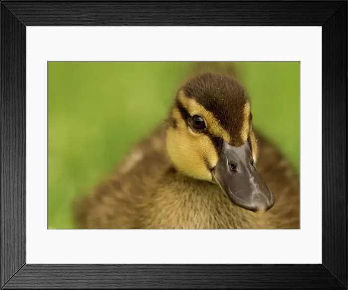 Framed Print : Mallard ducklings (Anus playrhynchos) Norfolk