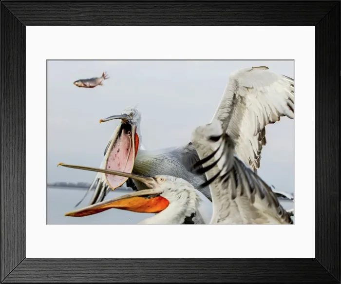Framed Print : Dalmatian Pelican (Pelecanus crispus) breeding colors Framed Print : Dalmatian Pelican (Pelecanus crispus) breeding colors