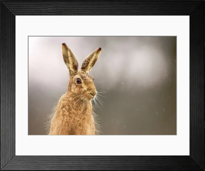 Framed Print : United Kingdom, Norfolk, Brown European Hare (Lepus europaeus)