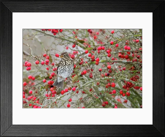 Framed Print : Song Thrush (Turdus philomelos)) eating Hawthorn berries Framed Print : Song Thrush (Turdus philomelos)) eating Hawthorn berries