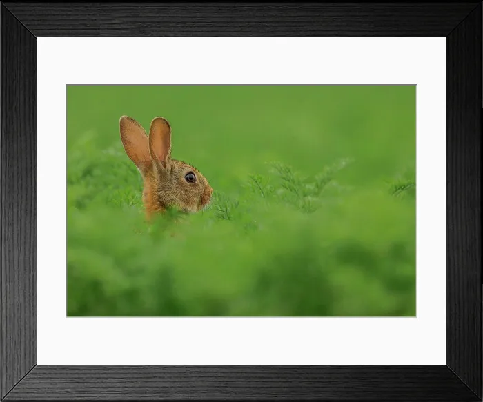 Framed Print : UK, Norfolk, Rabbit (Oryctolagus cuniculus) Alert and cautious in carrot field, isolated green background Framed Print : UK, Norfolk, Rabbit (Oryctolagus cuniculus) Alert and cautious in carrot field, isolated green background