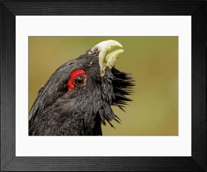 Framed Print : Close-up of a Male Western Capercaillie (Tetrao urogallus) in a forest Framed Print : Close-up of a Male Western Capercaillie (Tetrao urogallus) in a forest