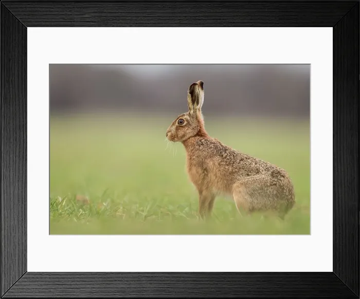 Framed Print : United Kingdom, Norfolk, Brown European Hare (Lepus europaeus) in field