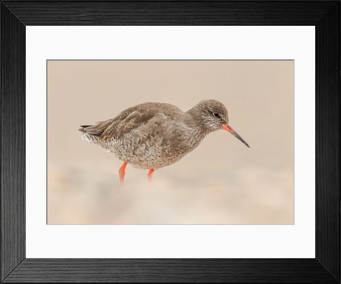 Framed Print : United Kingdom, Norfolk, (common) Redshank (Tringa totanus) searching for food on pebble beach Framed Print : United Kingdom, Norfolk, (common) Redshank (Tringa totanus) searching for food on pebble beach
