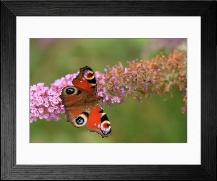 Framed Print : Peacock butterfly (Inachis io) on Buddleia flower Framed Print : Peacock butterfly (Inachis io) on Buddleia flower