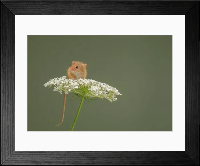 Framed Print : Eurasian harvest mouse (Micromys minutus) on Wild carrot (Daucus carota) flower head Framed Print : Eurasian harvest mouse (Micromys minutus) on Wild carrot (Daucus carota) flower head