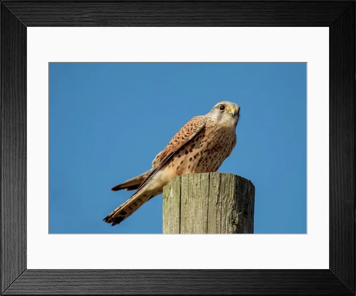 Framed Print : United Kingdom, Norfolk, Kestral (Falco tinnuniculus) perching on pole Framed Print : United Kingdom, Norfolk, Kestral (Falco tinnuniculus) perching on pole