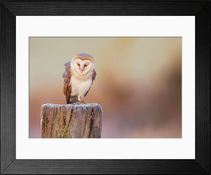 Framed Print : UK, England, Norfolk, Barn Owl (Tyto Alba) sleeping on post frosty morning Framed Print : UK, England, Norfolk, Barn Owl (Tyto Alba) sleeping on post frosty morning