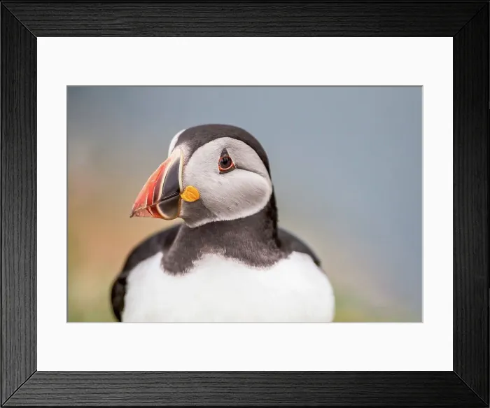 Framed Print : UK, Wales, Skomer, Puffin (Fratercula arctica) portrait Framed Print : UK, Wales, Skomer, Puffin (Fratercula arctica) portrait