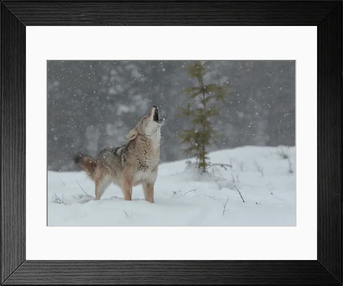 Framed Print : Bobcat (Lynx rufus) howling in deep snow Framed Print : Bobcat (Lynx rufus) howling in deep snow