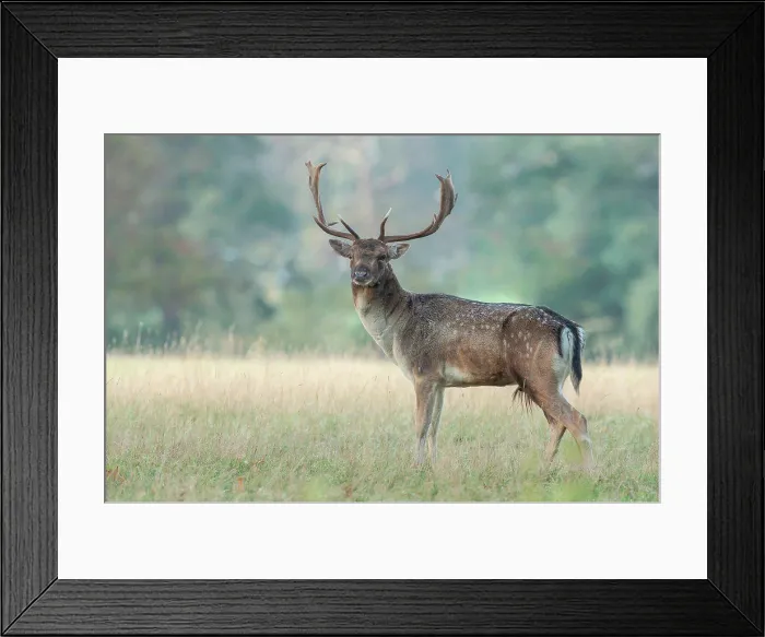 Framed Print : Fallow Deer (Dama dama) stag during rut, Holkham, Norfolk, England Framed Print : Fallow Deer (Dama dama) stag during rut, Holkham, Norfolk, England