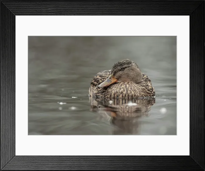 Framed Print : Mallard Duck, Anas platyrhynchos Framed Print : Mallard Duck, Anas platyrhynchos