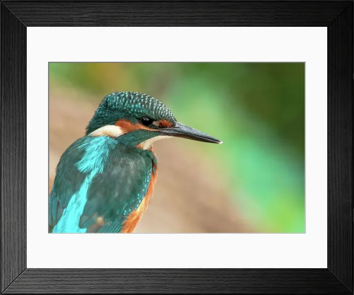 Framed Print : Young male Common kingfisher (Alcedo atthis) on fishing perch