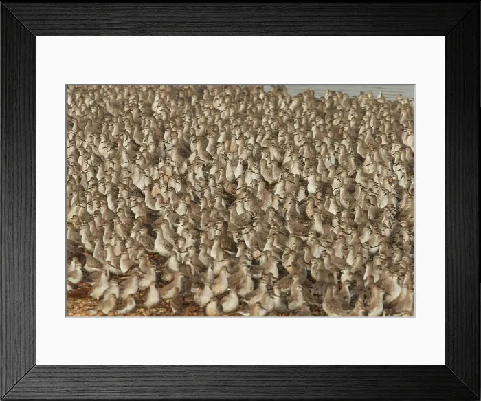 Framed Print : Flocks of Knot in winter plumage Framed Print : Flocks of Knot in winter plumage