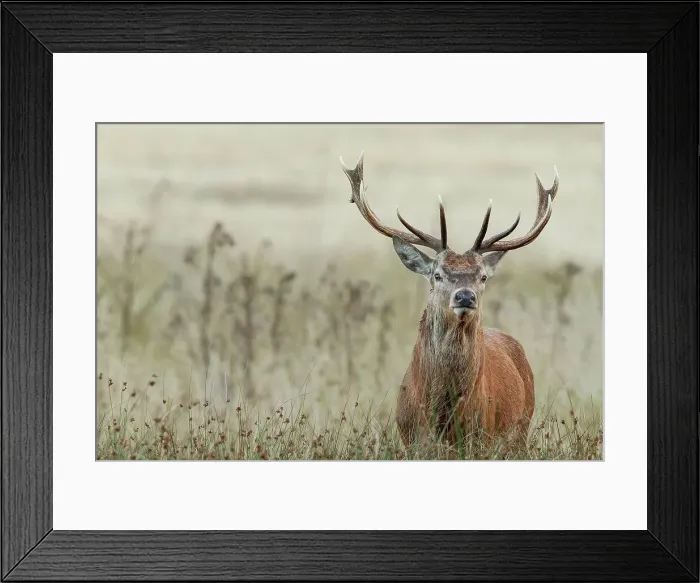 Framed Print : Male Red deer (Cervus elaphus) in long grass Framed Print : Male Red deer (Cervus elaphus) in long grass