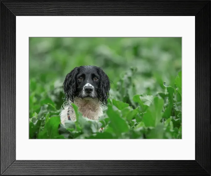 Framed Print : Springer Spaniel at Pheasant shoot Framed Print : Springer Spaniel at Pheasant shoot