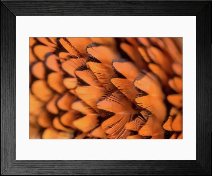 Framed Print : England, Norfolk, Pheasant (Chrysolophus pictus) feathers from neck Framed Print : England, Norfolk, Pheasant (Chrysolophus pictus) feathers from neck