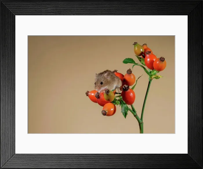 Framed Print : Eurasian harvest mouse (Micromys minutus) on wild rosehips