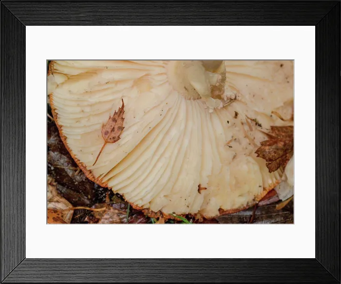 Framed Print : Fly Agaric (Amanita muscaria) view of gills underside of caps, Norfolk, England