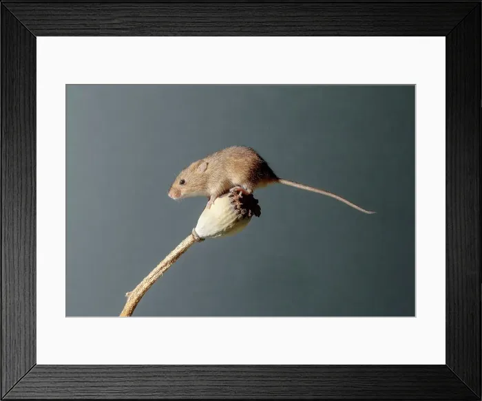 Framed Print : Eurasian harvest mouse (Micromys minutus) on Poppy seed head Framed Print : Eurasian harvest mouse (Micromys minutus) on Poppy seed head