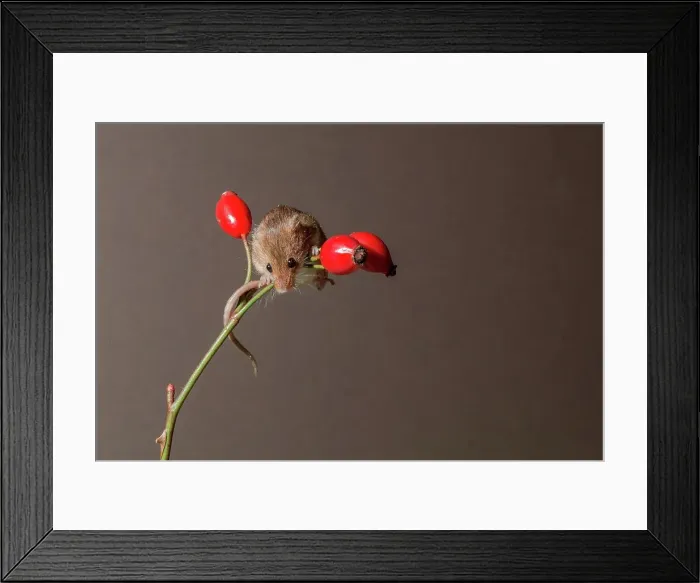 Framed Print : England, Norfolk, Harvest Mouse (Micromys minutus) on rosehip berries Framed Print : England, Norfolk, Harvest Mouse (Micromys minutus) on rosehip berries