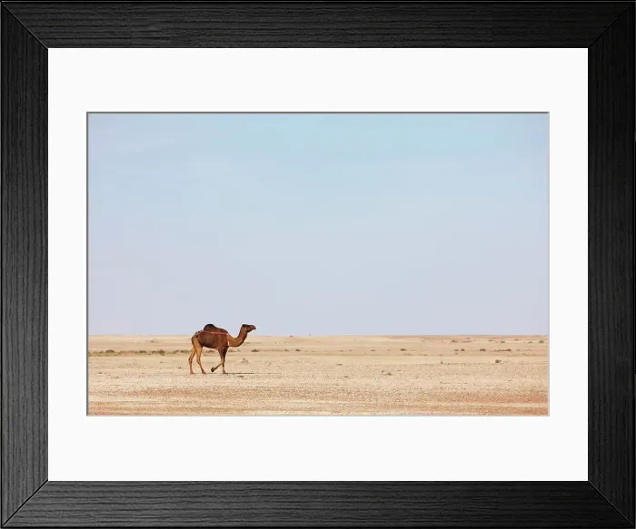 Framed Print : Camel on barren desert plain, Western Sahara