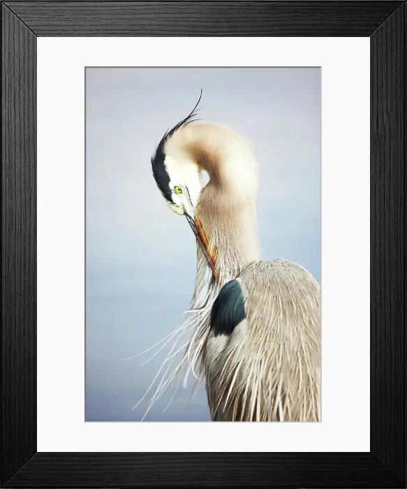 Framed Print : Close-up of a Great Blue heron (Ardea herodias) Framed Print : Close-up of a Great Blue heron (Ardea herodias)