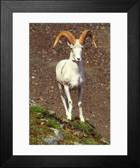 Framed Print : Canada, Yukon Territory, Kluane National Park Framed Print : Canada, Yukon Territory, Kluane National Park
