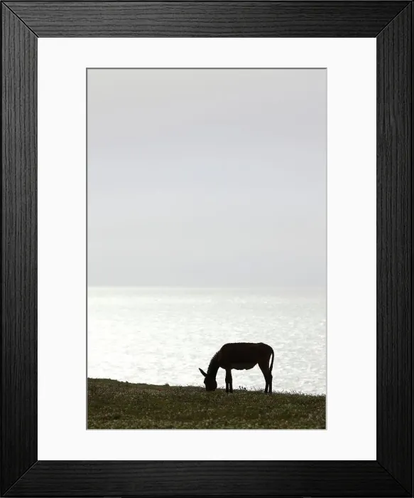 Framed Print : Donkey silhouetted by light of setting sun on Atlantic Ocean Framed Print : Donkey silhouetted by light of setting sun on Atlantic Ocean