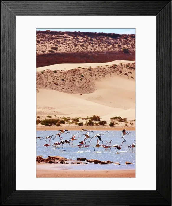 Framed Print : Greater flamingos (Phoenicopterus roseus) in a river's lagoon where the Sahara meets the Atlantic Ocean Framed Print : Greater flamingos (Phoenicopterus roseus) in a river's lagoon where the Sahara meets the Atlantic Ocean