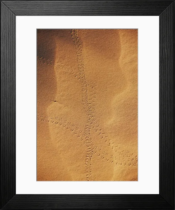 Framed Print : Pinacate beetle (Genus Eleodes) tracks on sand dune Framed Print : Pinacate beetle (Genus Eleodes) tracks on sand dune