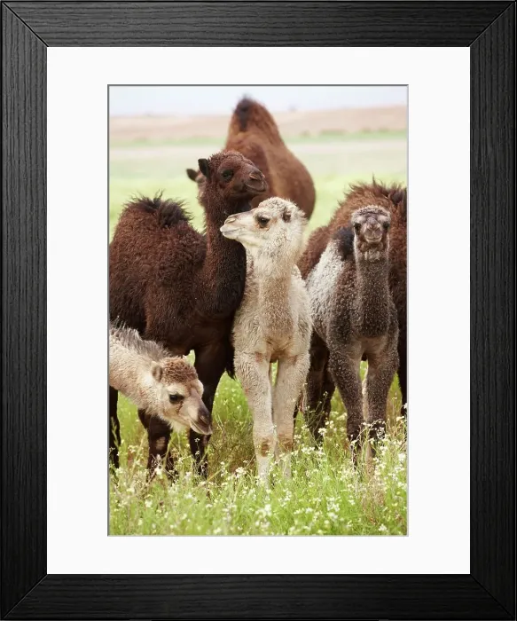 Framed Print : Group of calf camels grazing, near Erg Chegaga Framed Print : Group of calf camels grazing, near Erg Chegaga