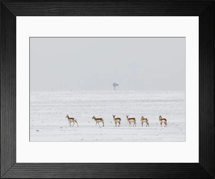 Framed Print : USA, Colorado, Eastern Plains of Colorado