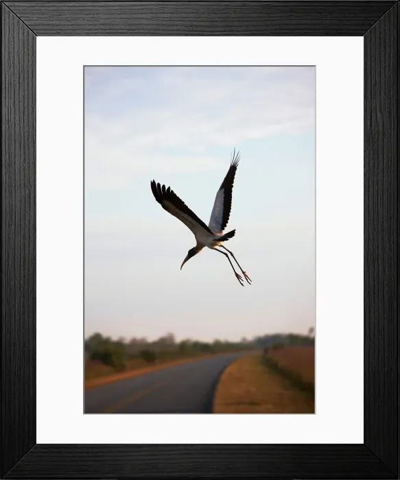 Framed Print : African Sacred ibis (Threskiornis aethiopicus) flying over main park road Framed Print : African Sacred ibis (Threskiornis aethiopicus) flying over main park road
