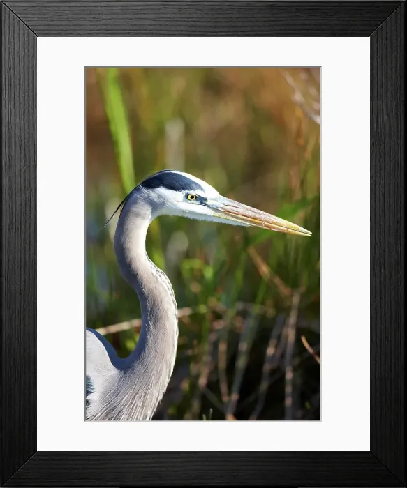Framed Print : Close-up of a Great Blue heron (Ardea herodias)