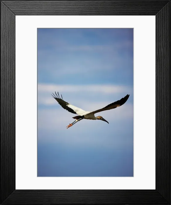 Framed Print : African Sacred ibis (Threskiornis aethiopicus) in flight