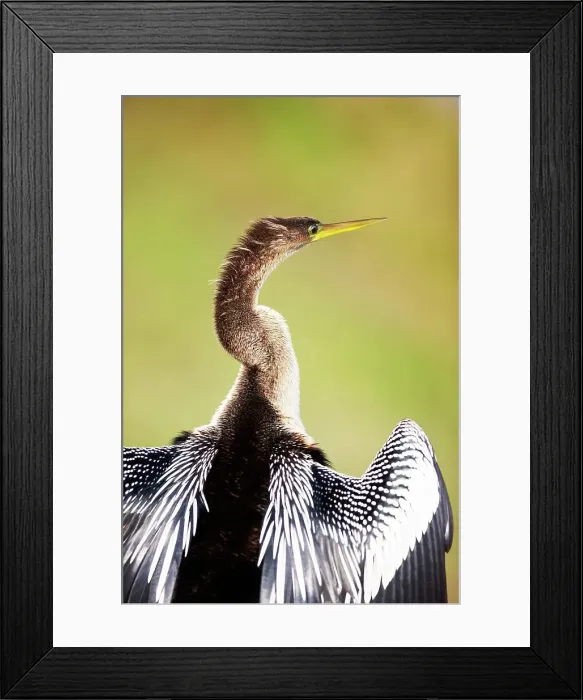 Framed Print : Close-up of an anhinga (Anhinga anhinga)