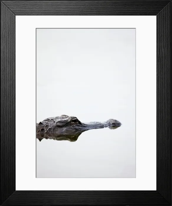 Framed Print : American alligator (Alligator mississippiensis) in swamp Framed Print : American alligator (Alligator mississippiensis) in swamp