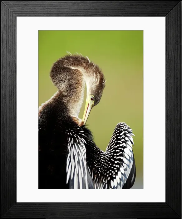 Framed Print : Close-up of an anhinga (Anhinga anhinga) Framed Print : Close-up of an anhinga (Anhinga anhinga)