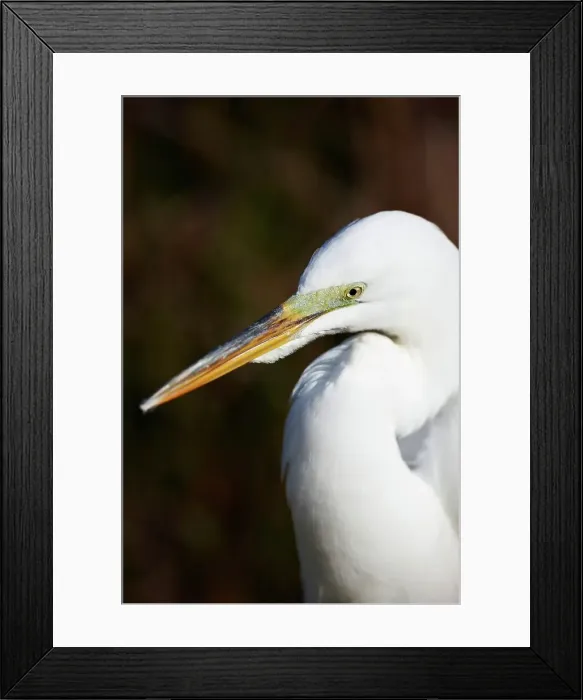 Framed Print : Close-up of Great egret (Ardea alba) Framed Print : Close-up of Great egret (Ardea alba)