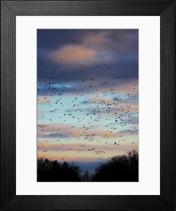 Framed Print : USA, Arkansas, Bull Shoals Lake, Flock of vultures Framed Print : USA, Arkansas, Bull Shoals Lake, Flock of vultures