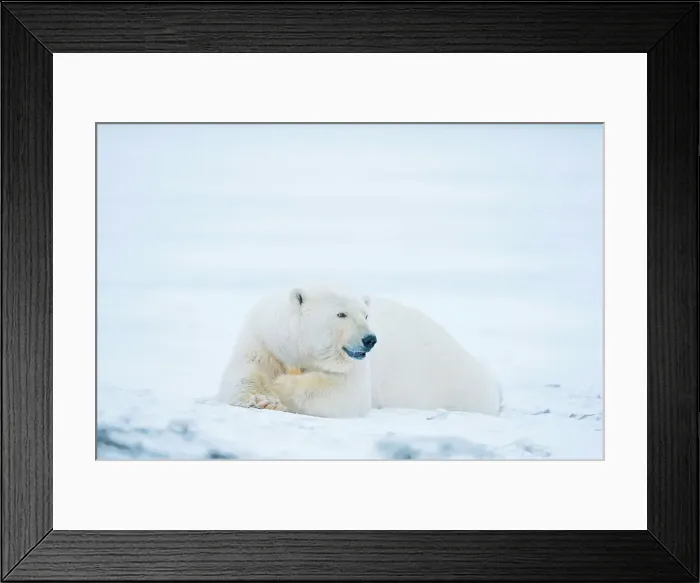 Framed Print : polar bear, Ursus maritimus, young bear rests along Bernard Spit during fall freeze up Framed Print : polar bear, Ursus maritimus, young bear rests along Bernard Spit during fall freeze up