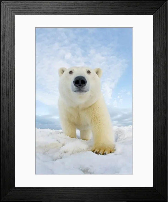 Framed Print : Curious Polar bear cub (Ursus maritimus) on newly formed pack ice Framed Print : Curious Polar bear cub (Ursus maritimus) on newly formed pack ice