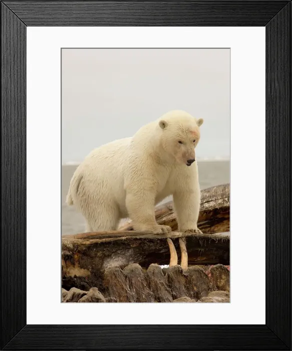Framed Print : Polar Bear Feeding on Bowhead Whale Carcass Framed Print : Polar Bear Feeding on Bowhead Whale Carcass