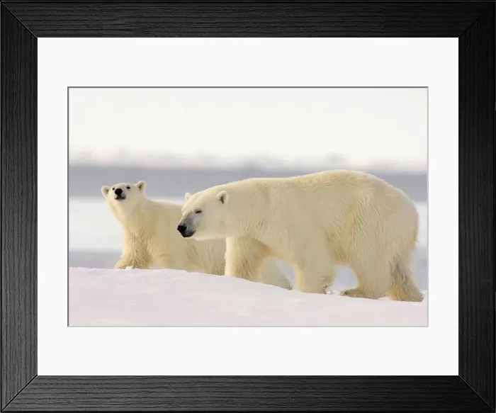 Framed Print : Polar Bear Sow and Cub Framed Print : Polar Bear Sow and Cub