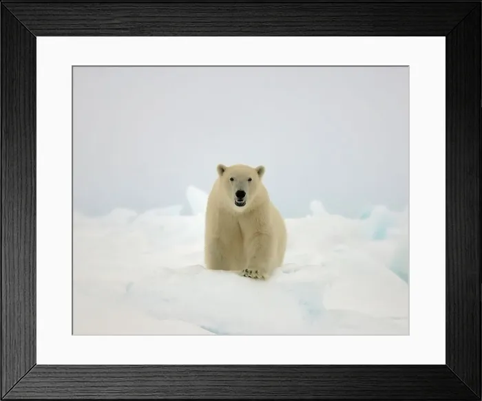 Framed Print : 4340, 4340-243 Framed Print : 4340, 4340-243