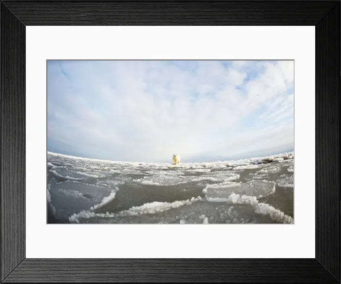 Framed Print : Polar bear cub (Ursus maritimus) on pancake ice Framed Print : Polar bear cub (Ursus maritimus) on pancake ice